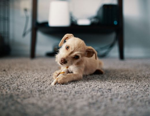 Buying A Carpet