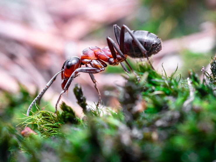 Ants