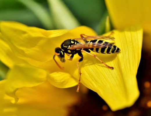 Wasps