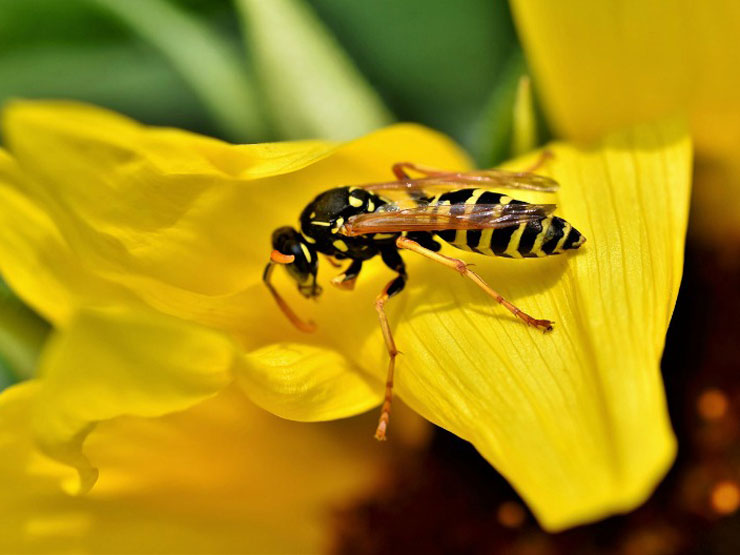 Wasps
