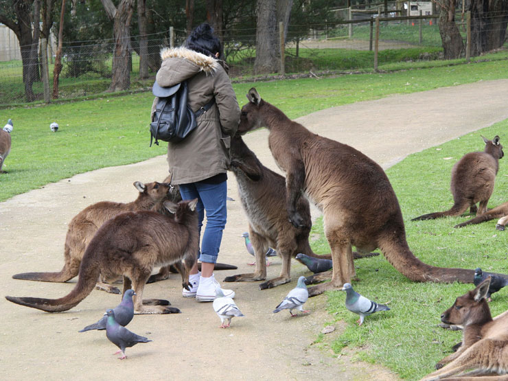 Kangaroos